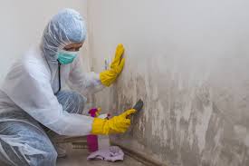 Trusted Savage, MN Mold Removal & Remediation Experts